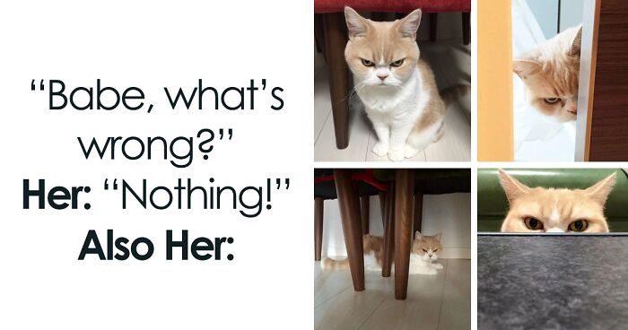 63 Cute Cat Memes That Are Full Of Feline Funny