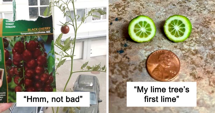 ‘Mighty Harvest’: People Are Sharing Funny Pictures Of Their Underwhelming Fruits And Veggies