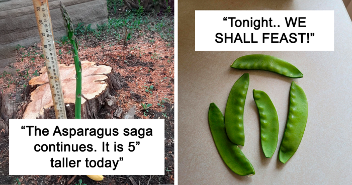 People Are Sharing Their First Harvest Fails, And They’re Hilarious (106 New Pics)