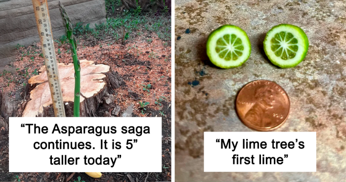 106 Times People Tried To Grow Their Own Food But Ended Up Hilariously Disappointed (New Pics)