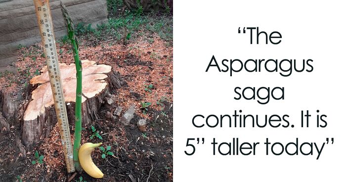 ‘Mighty Harvest’: 106 Gardening Enthusiasts Share 106 Funny Pics Of What They Failed To Grow