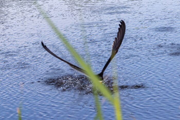 I Was So Excited To Get This Black Skimmer Skimming! I Went Home Sad