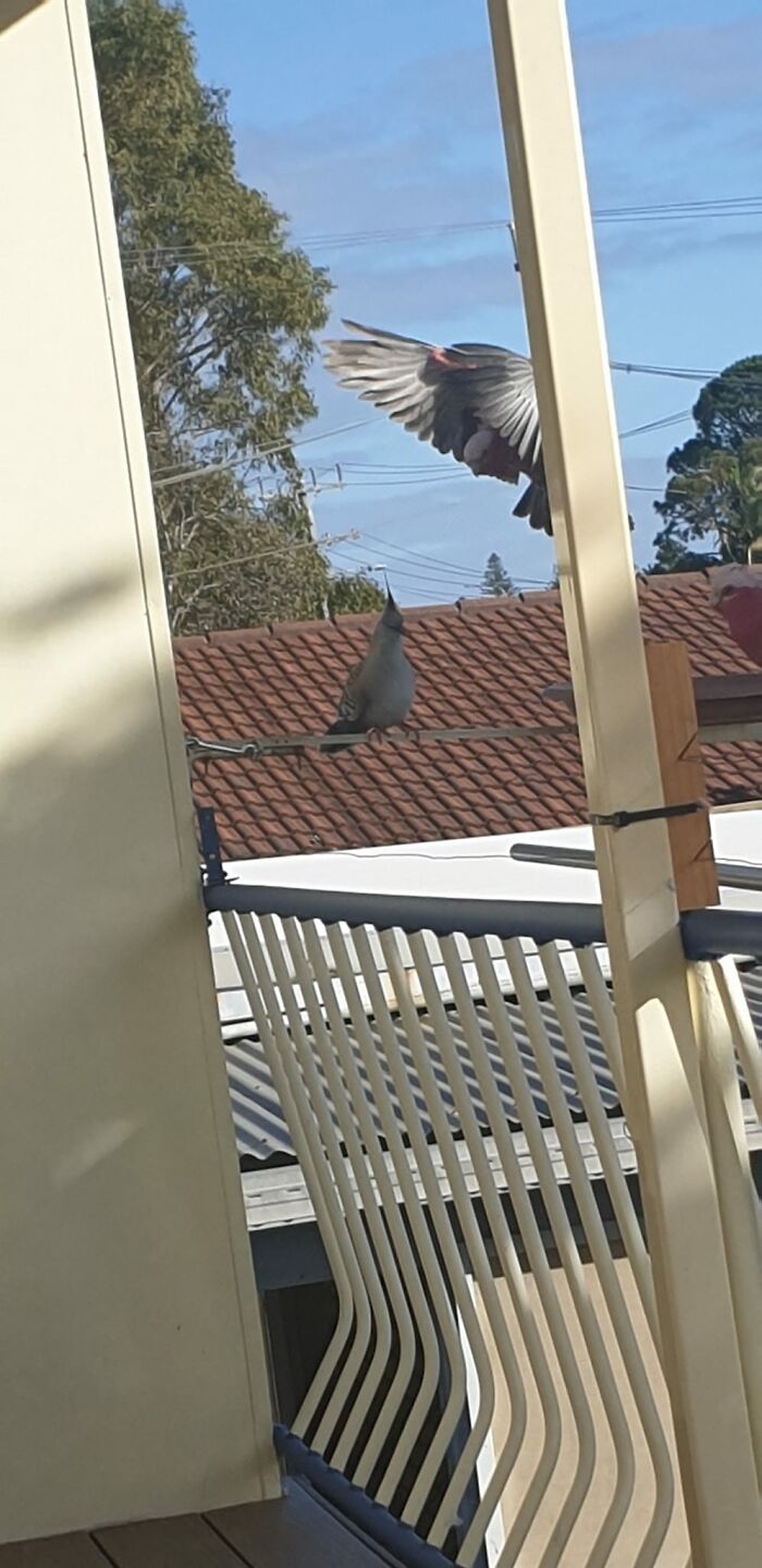 Spikey Pigeon And Half A Galah