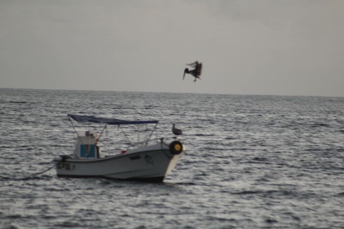 Out Of Focus Pelican Forgets How To Fly