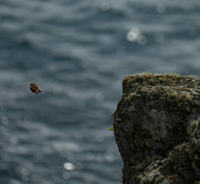 The Humble Meadow Pippit, Here Demonstrating The Remarkable Feat Of Turning Into A Fish. In The Blink Of A Shutter. Pembrokeshire Coastal Path