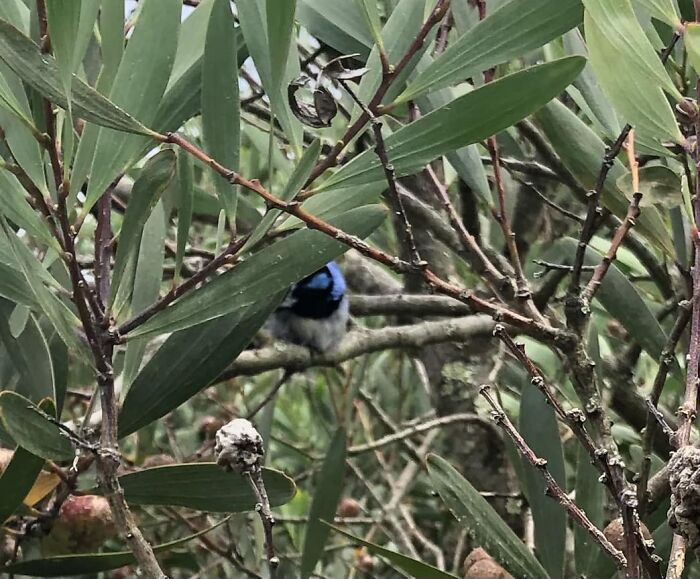 Superb Blue Wren…really