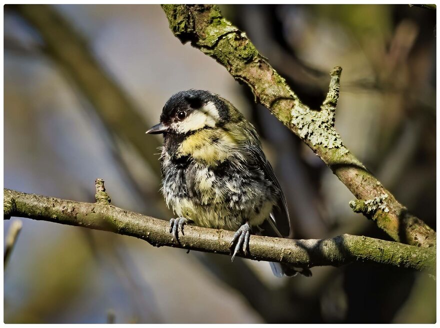 I Am A Photographer And Here Are My 10 Tips For Getting The Best Bird Photos Of Your Life