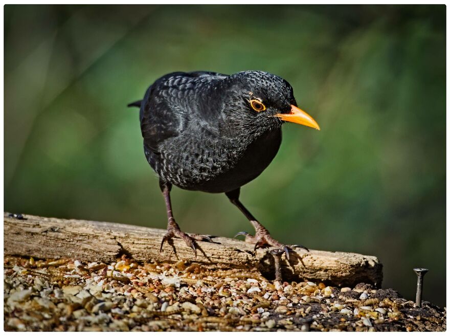 I Am A Photographer And Here Are My 10 Tips For Getting The Best Bird Photos Of Your Life