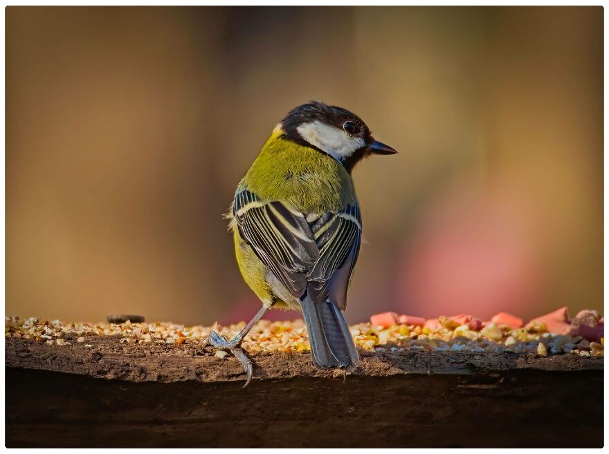 I Am A Photographer And Here Are My 10 Tips For Getting The Best Bird Photos Of Your Life