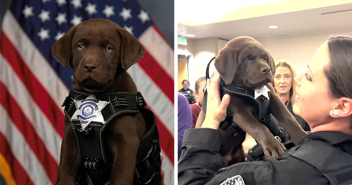 K9 Puppy Melts Hearts By Dozing Off During Swearing-In Ceremony