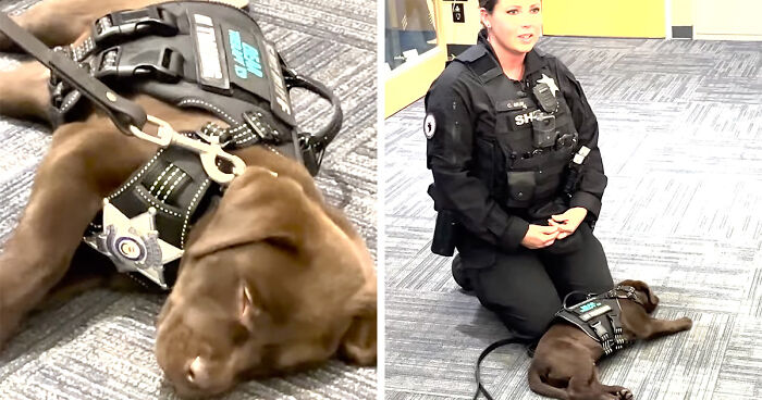 Watch This K9 Puppy Battle Drowsiness At Swearing-In Ceremony