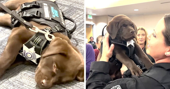 K9 Puppy Melts Hearts By Dozing Off During Swearing-In Ceremony