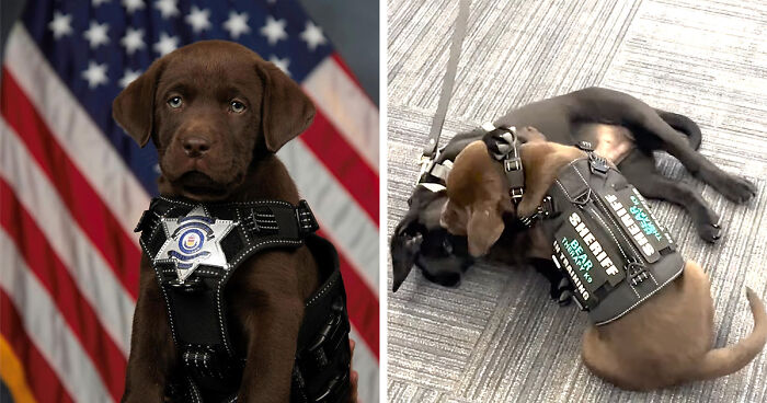 Adorable K9 Puppy Dozes Off During Swearing-In, Making Everyone Go Awww