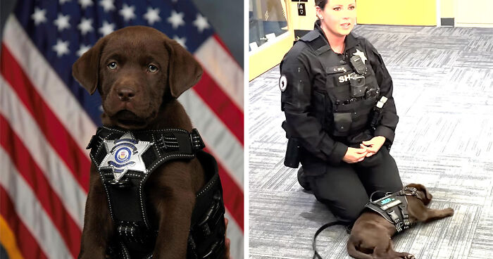 K9 Puppy Melts Hearts By Dozing Off During Swearing-In Ceremony