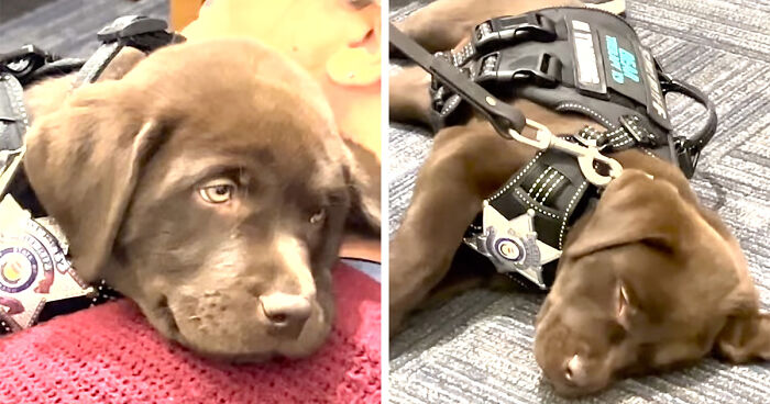 Adorable K9 Puppy Falls Asleep During Swearing-In Ceremony