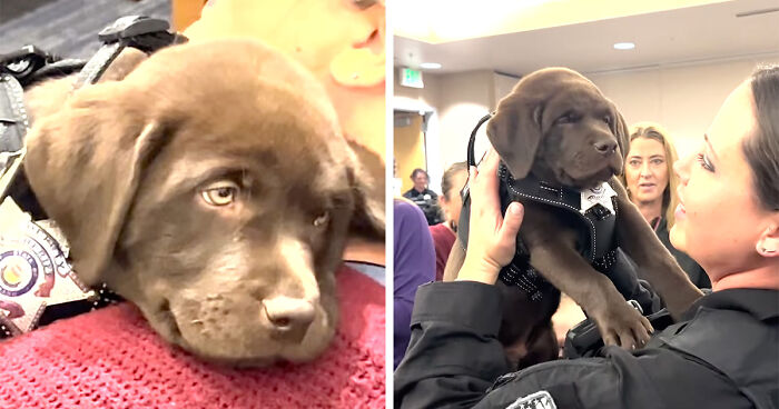 K9 Puppy Melts Hearts By Dozing Off During Swearing-In Ceremony