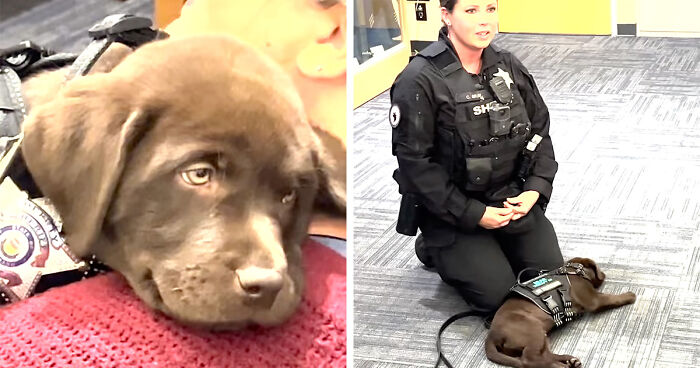 K9 Puppy Melts Hearts By Dozing Off During Swearing-In Ceremony