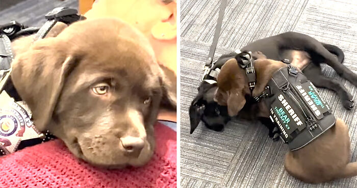 Sleepy K9 Puppy Steals The Show At Swearing-In Ceremony