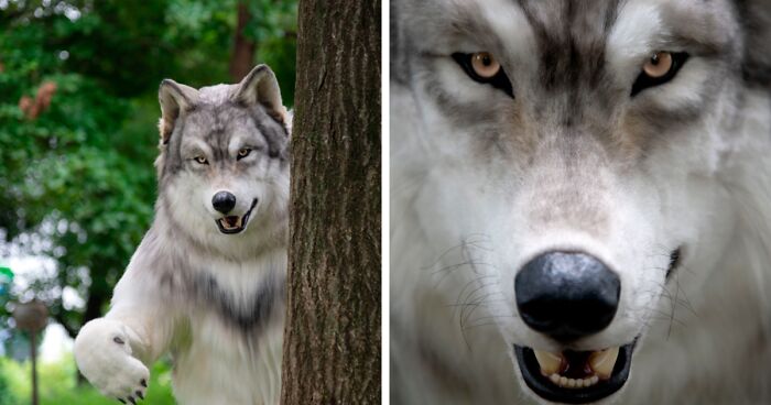 Man Transforms Into A Wolf And Explains It Has Been His Dream From Childhood