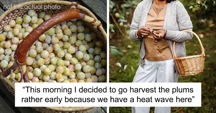 Woman Yelled At And Called ‘Selfish’ For Harvesting Her Own Plums On Her Own Land