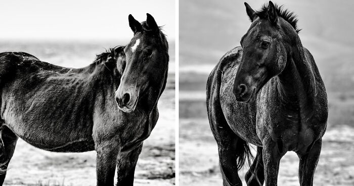 My 30 Black And White Photographs Of South Africa's Majestic Wild Horses