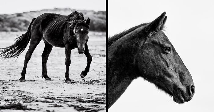 30 Photographs Of Cape Town's Enchanted Wild Horses Taken By Me