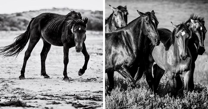 My 30 Black And White Photographs Of South Africa's Majestic Wild Horses