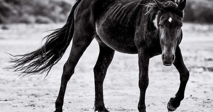 30 Black And White Photographs Of Wild Horses Of South Africa Taken By Me