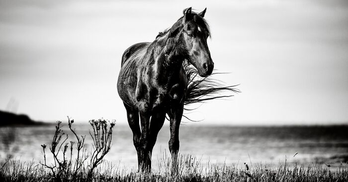 My 30 Black And White Photographs Of South Africa's Majestic Wild Horses