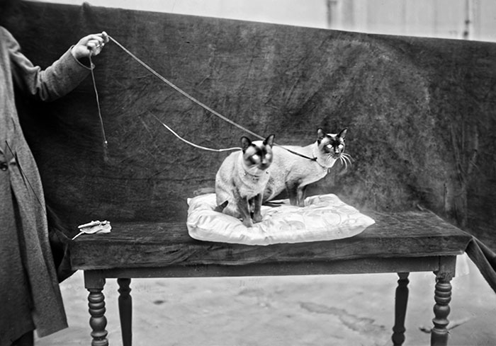 1926 Cat Show In The Wagram Room Organized By Mrs. Marcelle Adam, President Of The French Cat Club