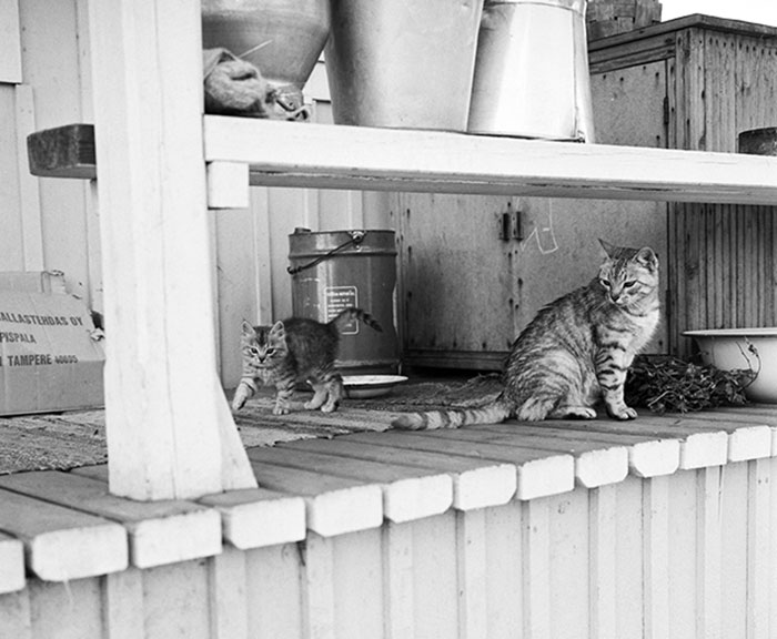 A Cat And Her Kittens Are Playing On The Steps Of The House