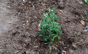 Neighbor Ruins Kid’s Botany Project Over And Over As Parents Keep Putting It In Her Parking Spot