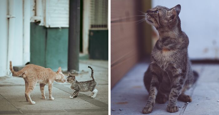 I Took 16 Photos Of Stray Cats Living In Limassol, Cyprus (New Pics)