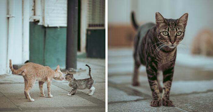 I Strive To Capture The Beauty Of The World, And This Time, Here Are My Images Of Stray Cats In Limassol, Cyprus (16 New Pics)