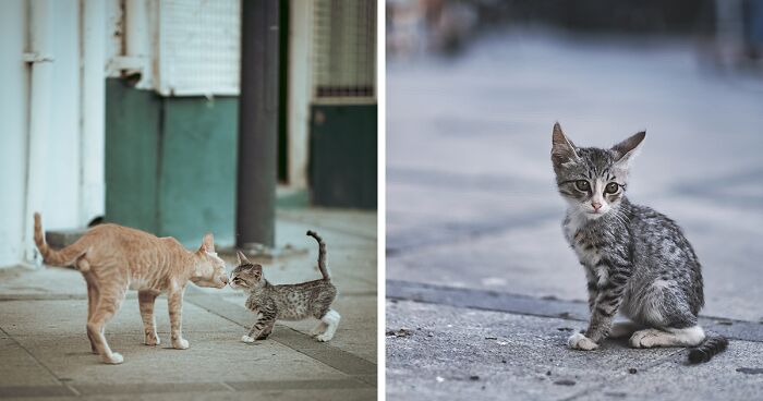 I Walked The Streets Of Limassol, Cyprus To Take Pictures Of Stray Cats There (16 New Pics)