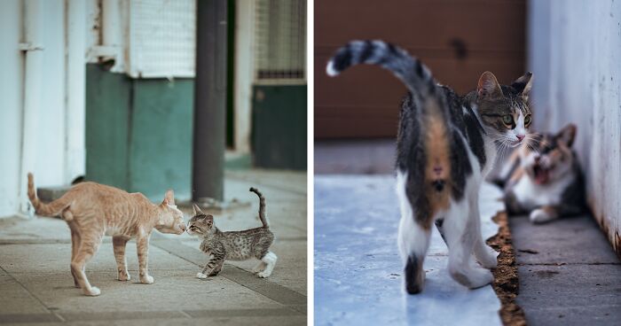 I Took Pictures Of Beautiful Stray Cats In Limassol, Cyprus (16 New Pics)