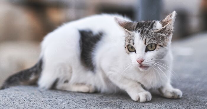 I Walked The Streets Of Limassol, Cyprus To Take Pictures Of Stray Cats There (16 New Pics)