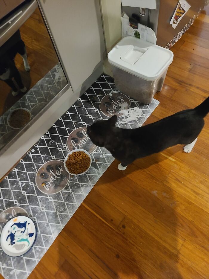 Our Nightly Visitor, So Polite, Trills Politely At The Door Before Having A Snack In The Bowls We Have Outside For Him