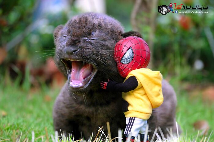 Artist Puts Baby Spider-Man And Animals In The Funniest Scenes (50 New Pics)