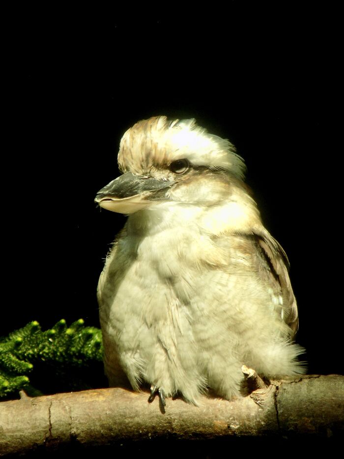 Kookaburra At The Zoo