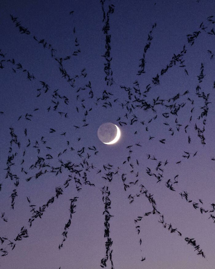 ITAP Of A Spiders Web At Night