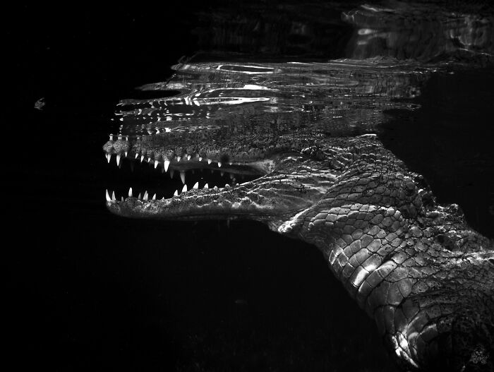 ITAP Of An American Saltwater Crocodile