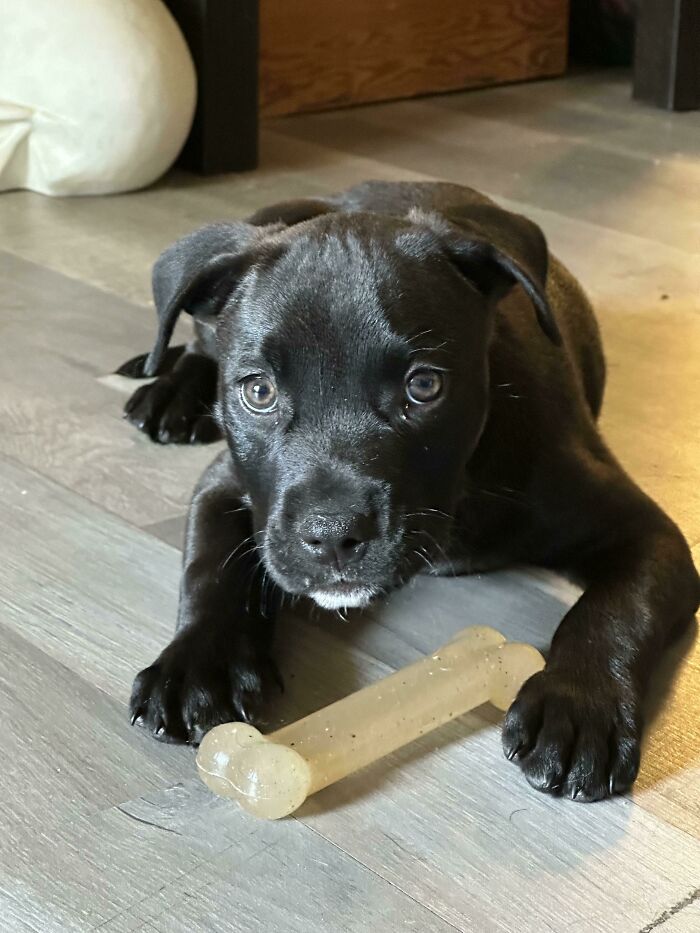 Our New Pup, Handsome Little Dexter