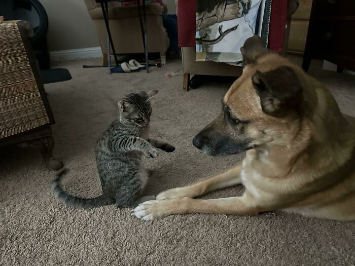 New Kitten (Haruki) Is Getting Along Great With Olive