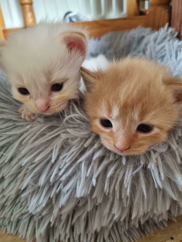 Getting These Two Adorable Kittens, Now To Think Of Names