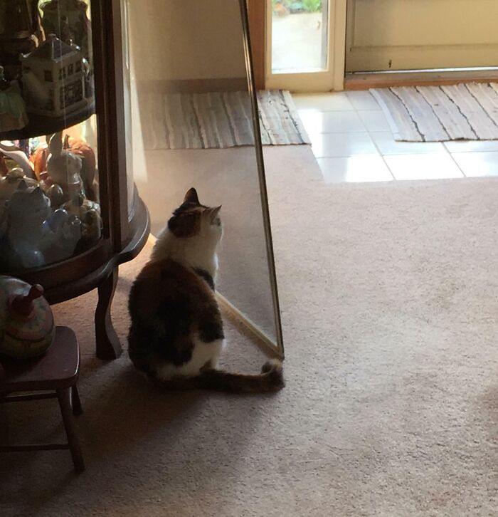 Putting In Screen Doors For Warmer Weather, My Cat Thinks I Moved The Door