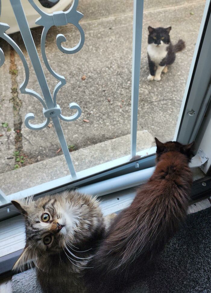 Our New Kittens Meeting The Stray We Befriended But Haven't Seen Since Last Year. Awkwarddd