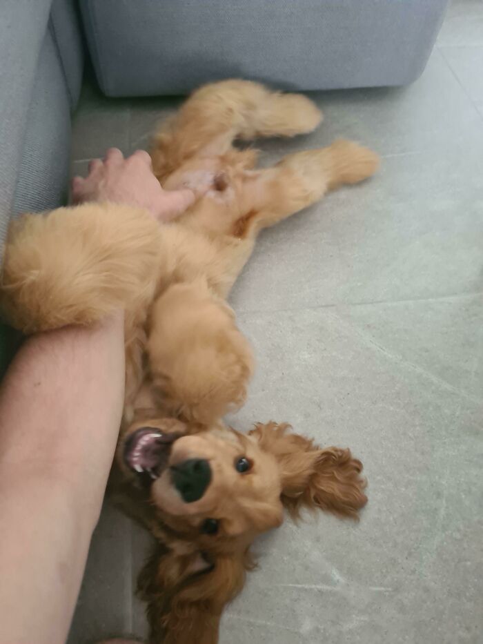 Got A Puppy Today. He Likes Belly Rubs (Oc)