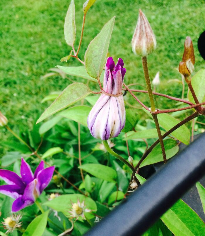 This Plant Is Preventing Itself From Blooming