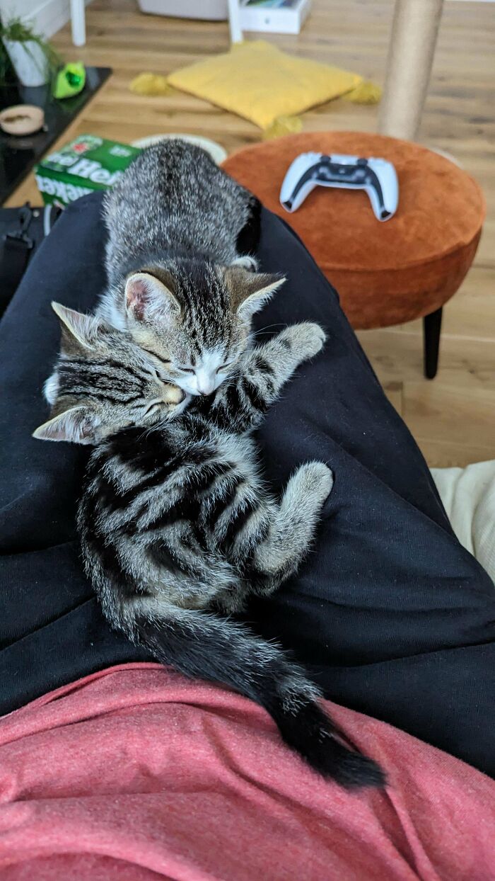 I Just Rescued 2 Kittens, This Is The First Time They've Slept On Me 😭